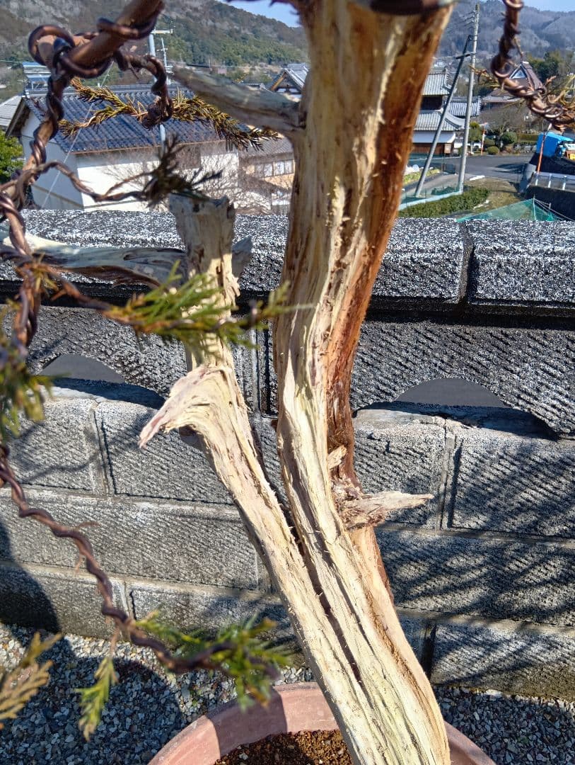 真柏大品盆栽‼️引き取り限定‼️