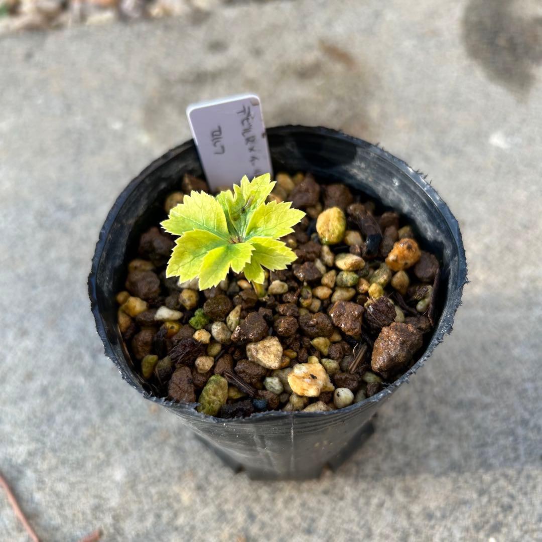 Dariahrose クリスマスローズ 苗 セット