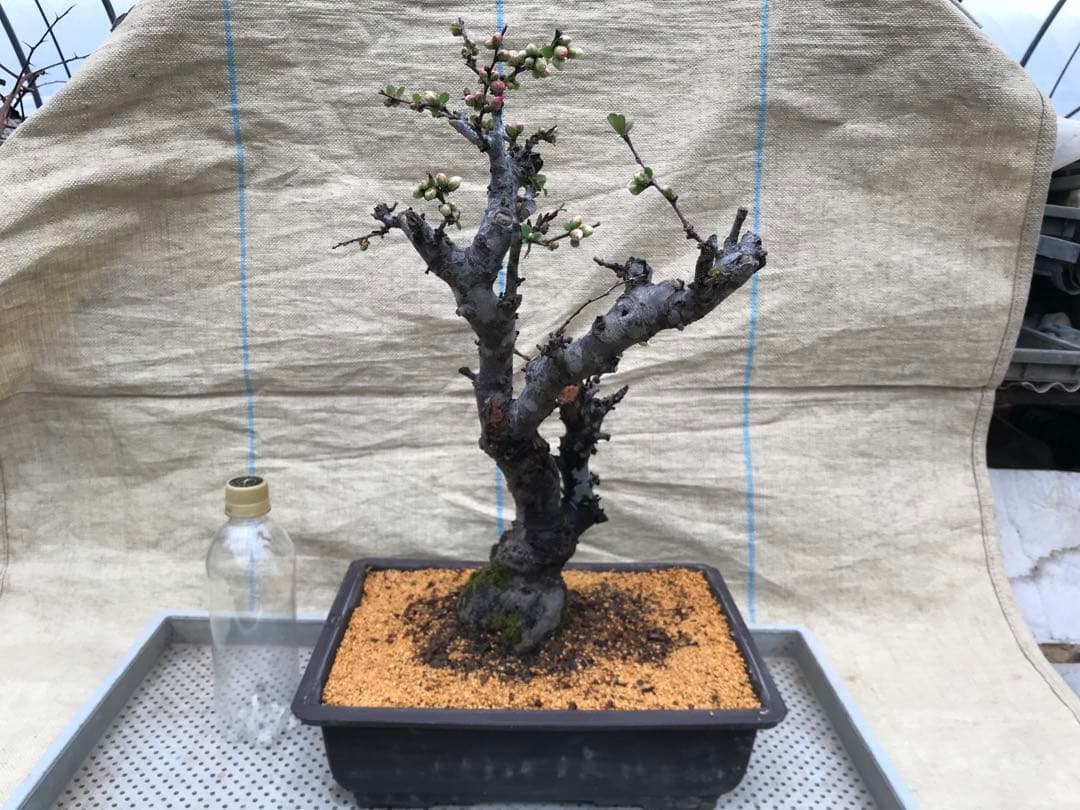 木瓜(ボケ)・放春花　安田錦　角鉢(大)(咲分け保証品)②