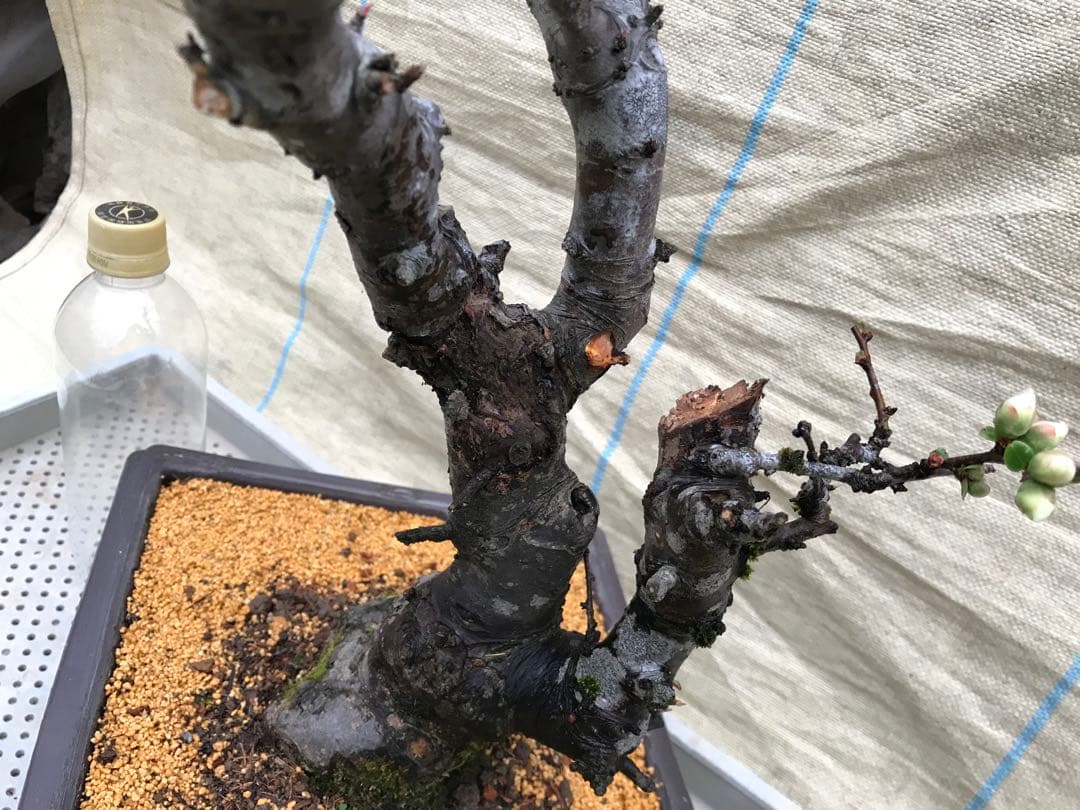 木瓜(ボケ)・放春花　安田錦　角鉢(大)(咲分け保証品)②