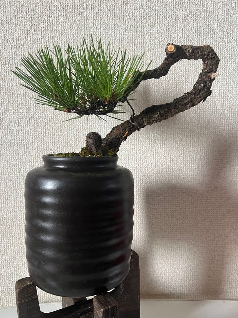 黒松盆栽