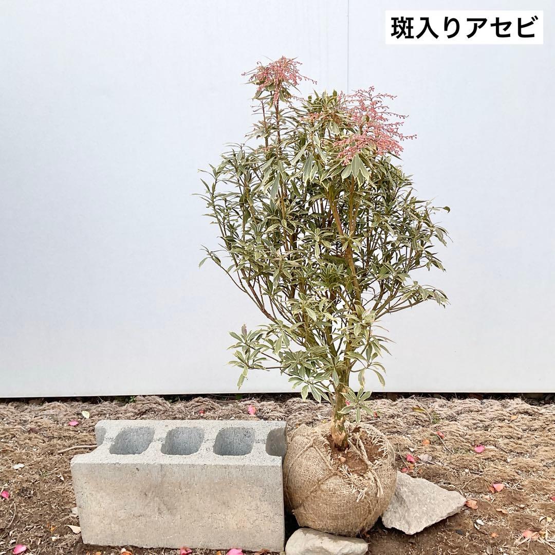 斑入りアセビ　/ 72