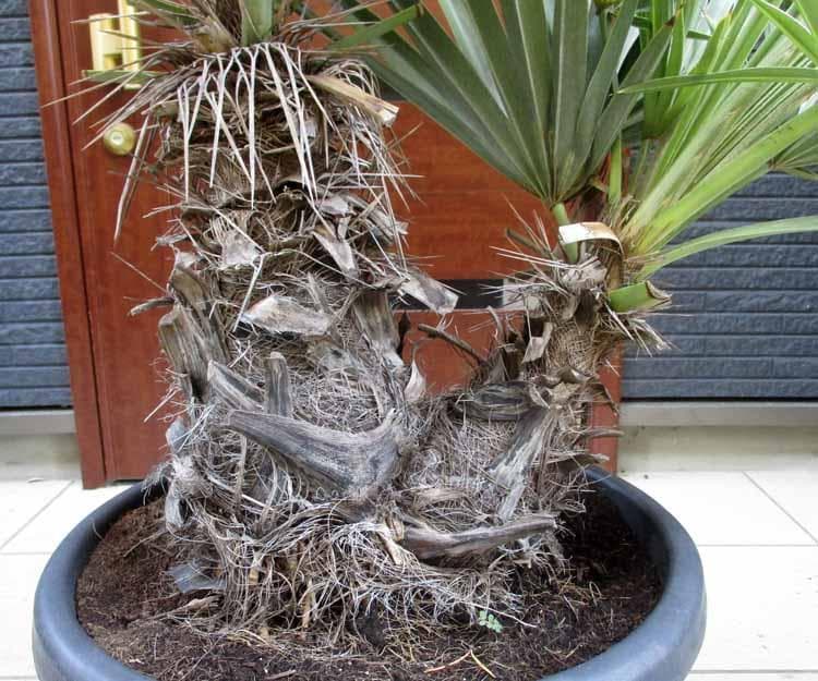 【現品】トリスリナックス・カンペストリス　ロックガーデン　椰子　13号相当　H5