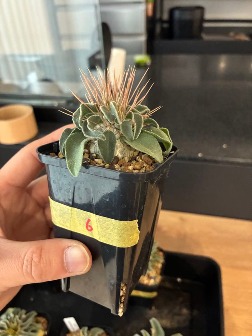 国内実生 パキポディウム ナマクアナム 光堂 ⑥