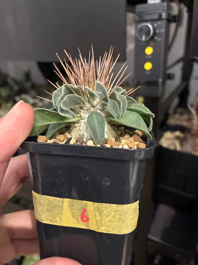 国内実生 パキポディウム ナマクアナム 光堂 ⑥