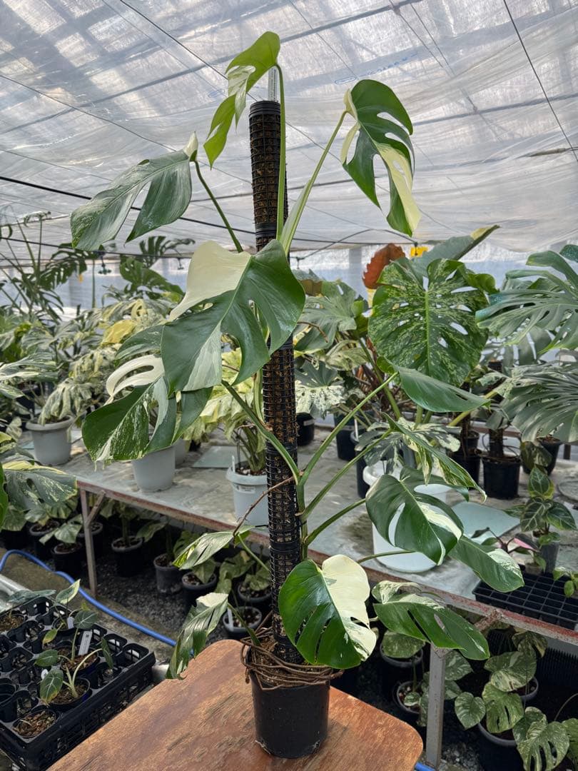 9モンステラ　ボルギシアナ　アルボ　白斑入り　鉢モスポール付き