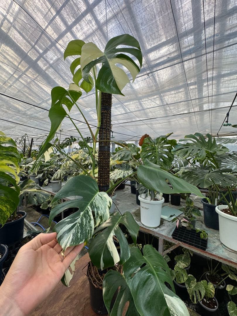 9モンステラ　ボルギシアナ　アルボ　白斑入り　鉢モスポール付き