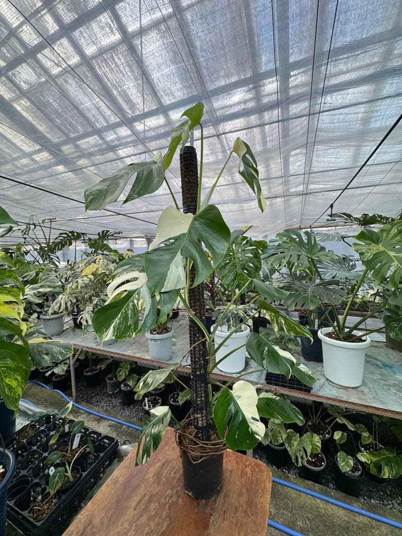 9モンステラ　ボルギシアナ　アルボ　白斑入り　鉢モスポール付き