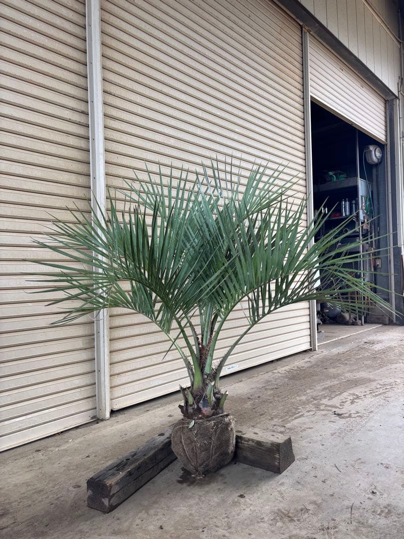 ココスヤシ　根鉢上から130cm