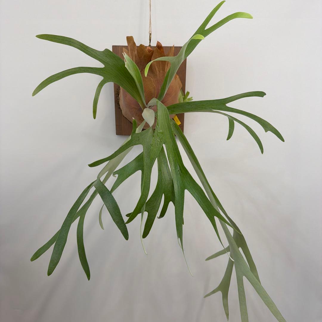 ビカクシダ P.Mulford（子株付き）