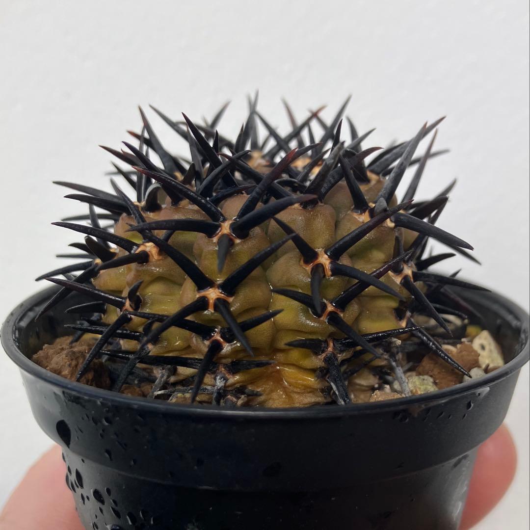 ギムノカリキウム 黒刺鳳頭　狂刺　カキコ　自根　検）コピアポア　黒王丸　アガベ