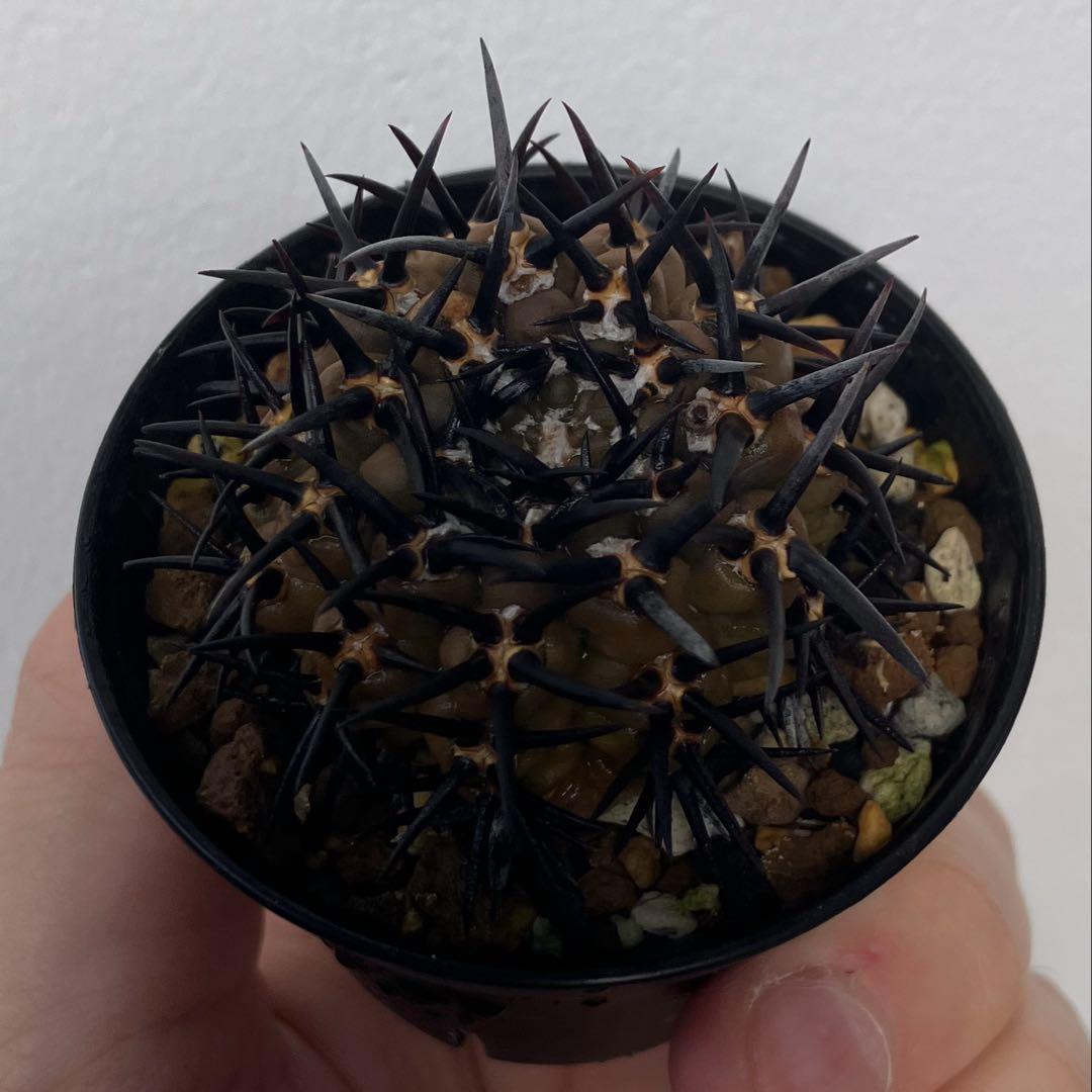 ギムノカリキウム 黒刺鳳頭　狂刺　カキコ　自根　検）コピアポア　黒王丸　アガベ