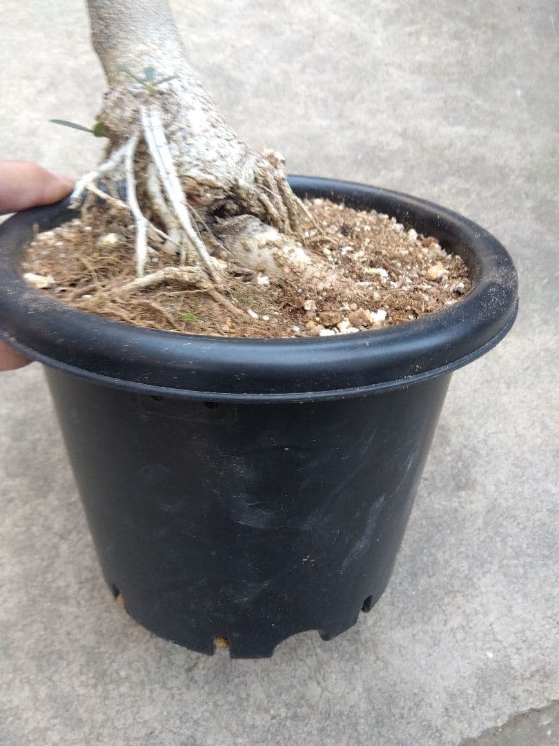 オリーブ　古木　盆栽　6号鉢つき　1日限定スペシャル特価❗　①