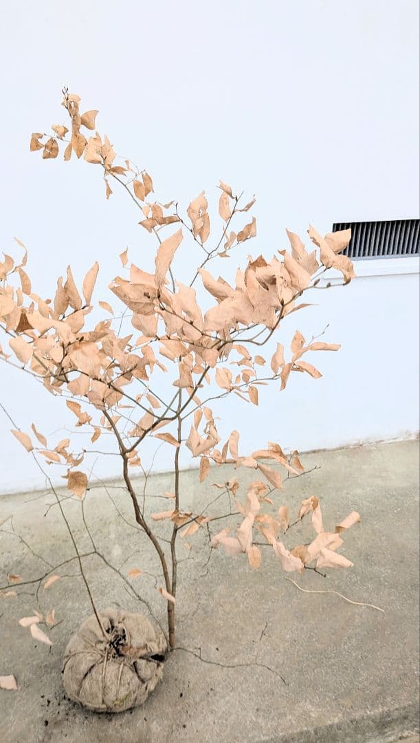 暖色。山採りヤマコウバシ。