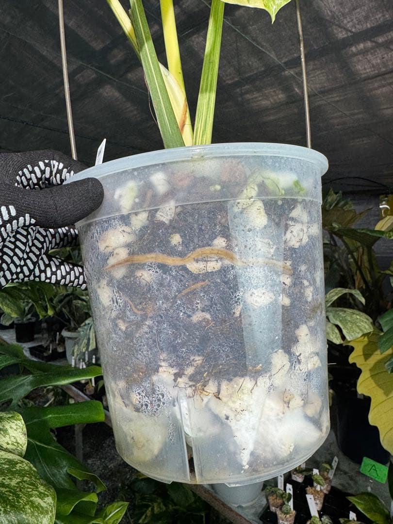 早い者勝ち　モンステラ　デリシオーサ　レガシー　久々絶美斑入り株