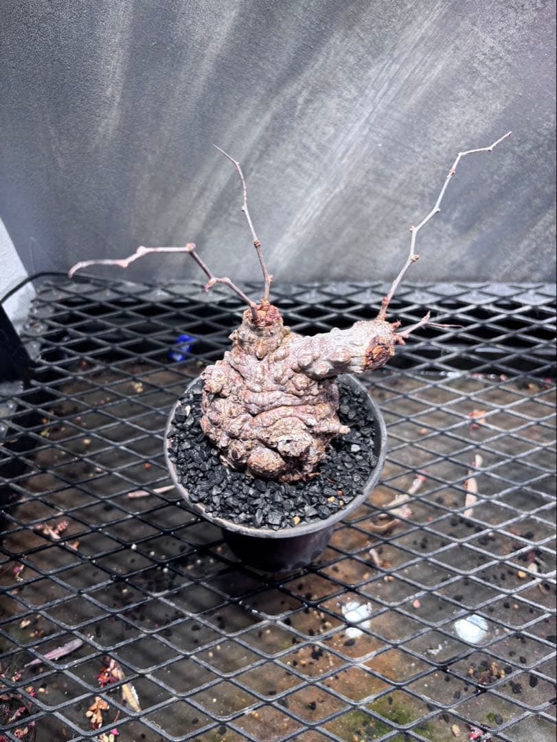 オペルクリカリアパキプスrawlifefactory植え込み