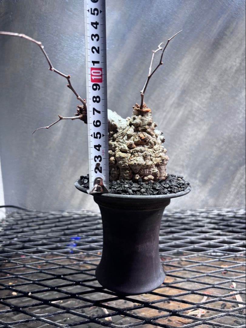 オペルクリカリアパキプスrawlifefactory植え込み