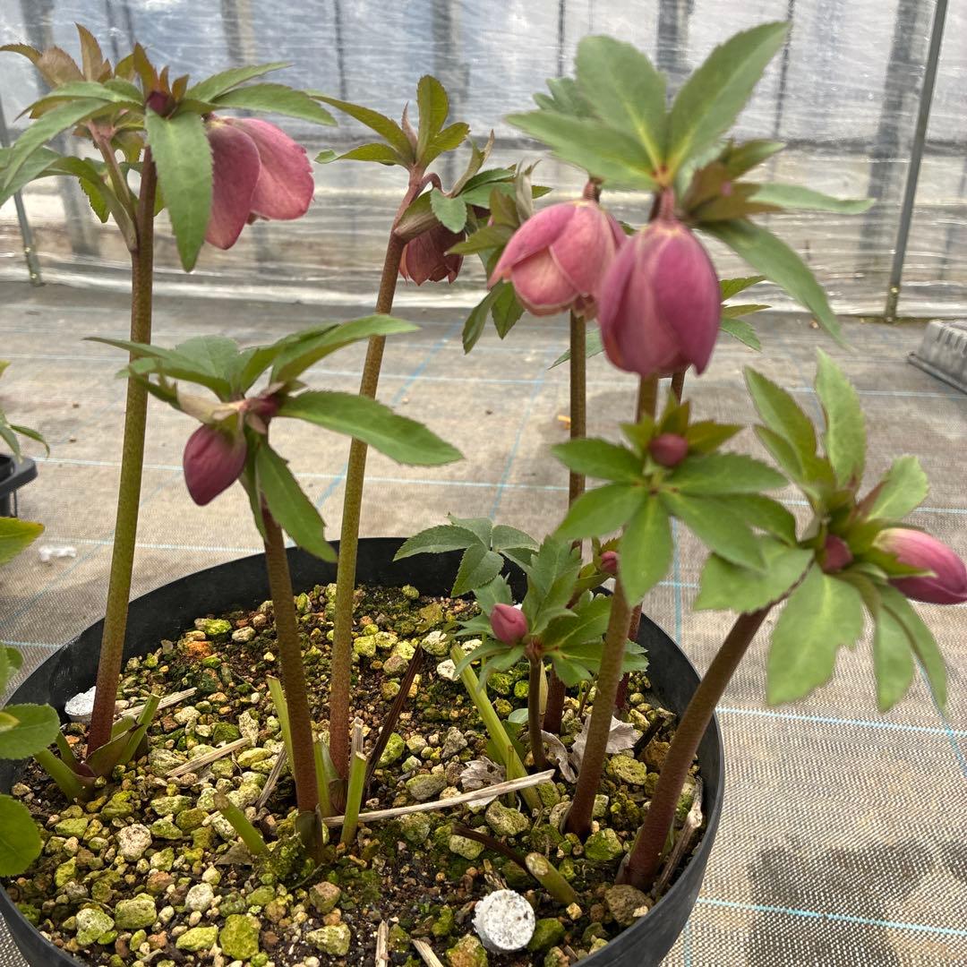 クリスマスローズ　くすみピンクベージュ　開花途中　８寸　大株