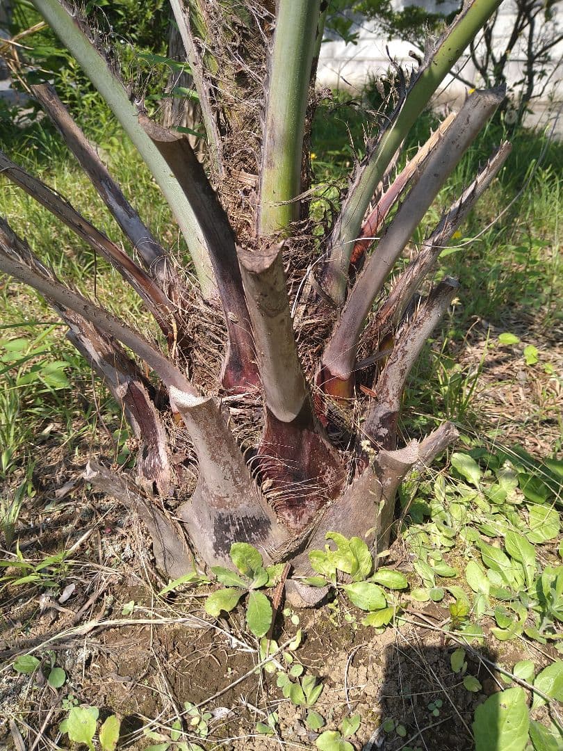 ココスヤシ 引き取り限定