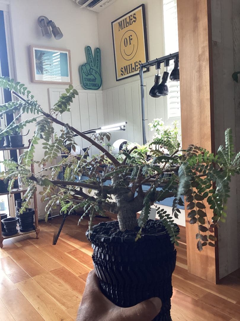 ボスヴェリア　ネグレクタ　現地球　良型　低重心