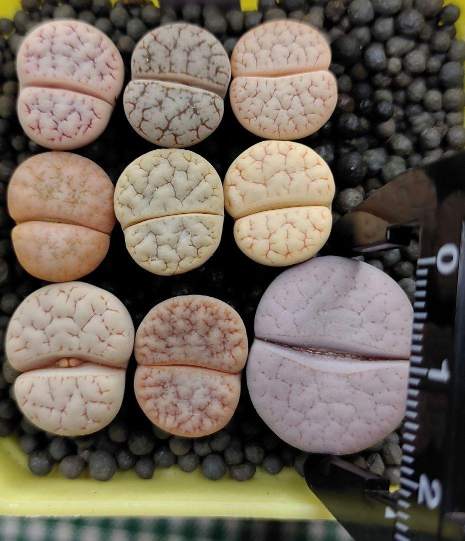 確認用　多肉植物リトープス/コノフィツム　荒玉系　コールナンバー付き各種　S45