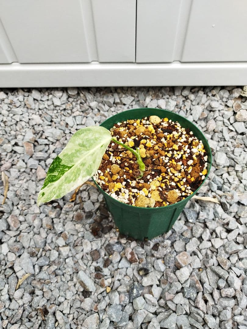 モンステラA4 シルバーホワイト　デリシオーサ　鉢ごと発送