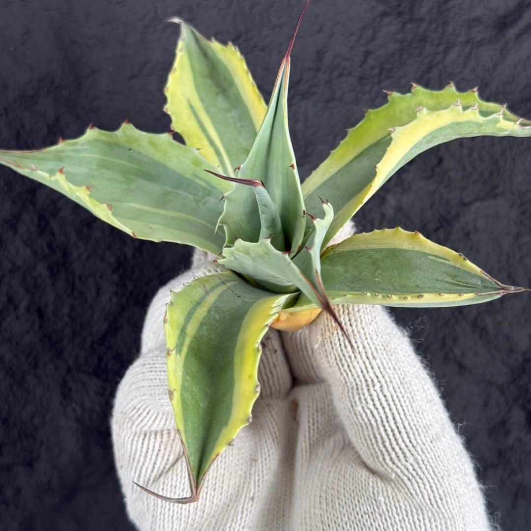 2*F様 【アガベ オバティフォリア“オルカ”】地植え/-18℃まで/極上　L2