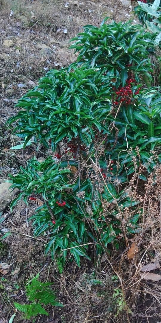 万両一群れ　高さ50～1m70cm内外