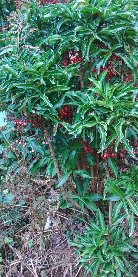 万両一群れ　高さ50～1m70cm内外