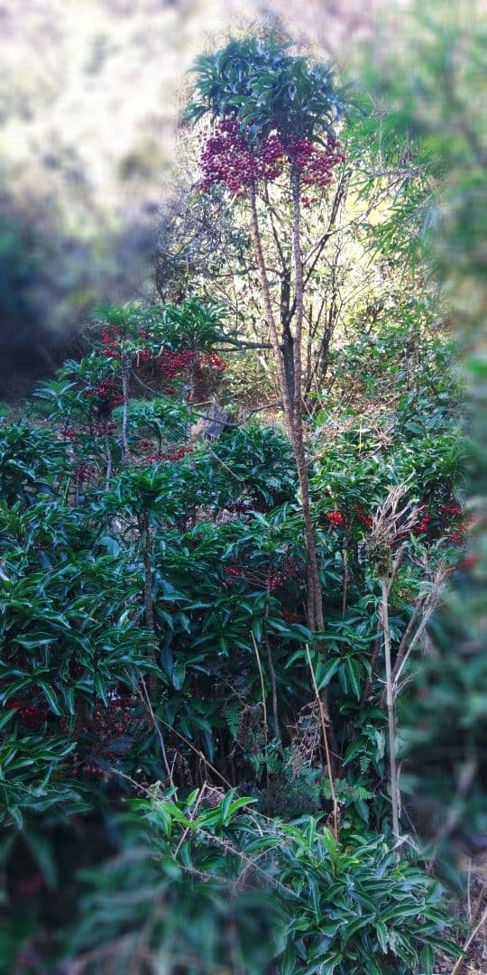 万両一群れ　高さ50～1m70cm内外