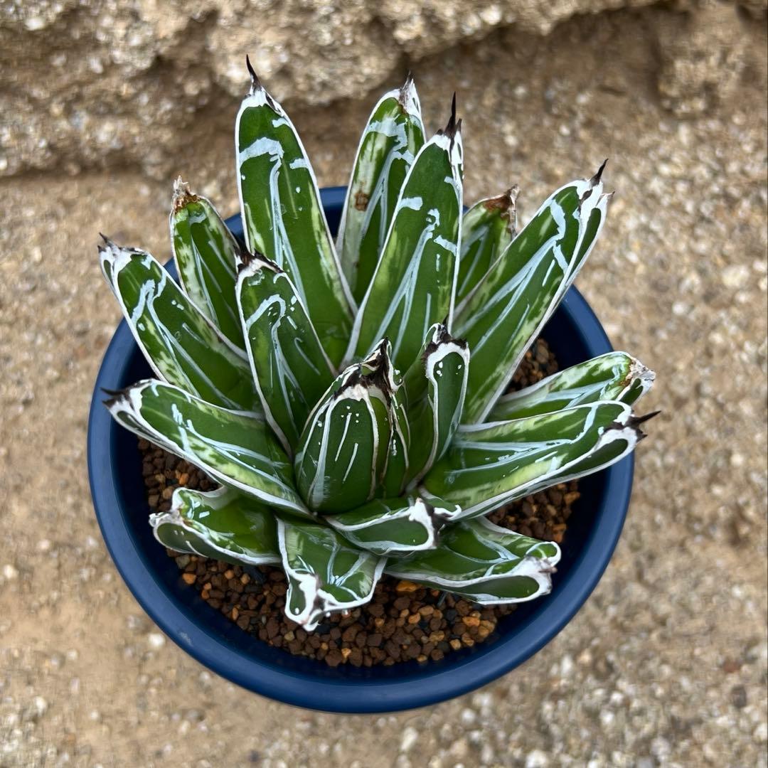 アガベ　笹の雪　極氷山　白虎斑