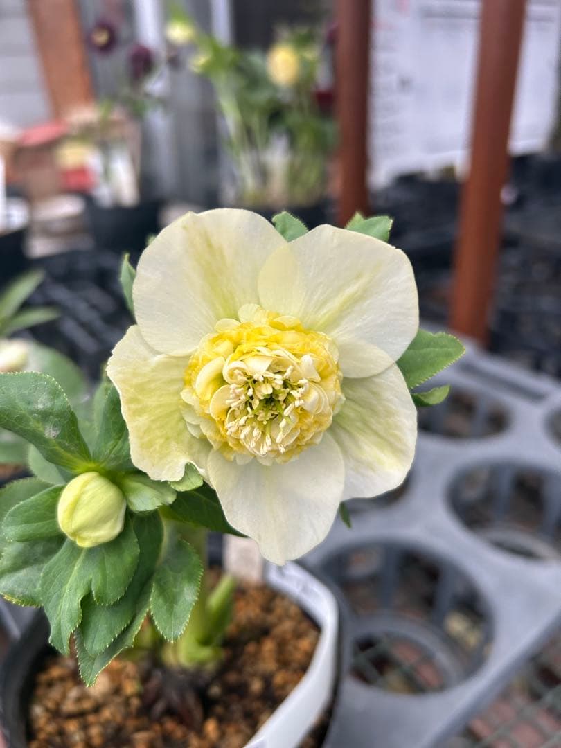 加藤農園 モーリー クリスマスローズ同梱可能