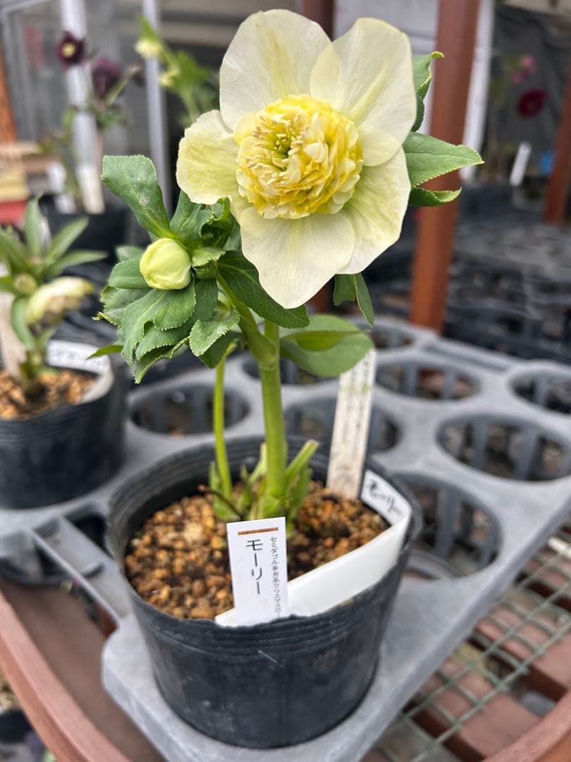 加藤農園 モーリー クリスマスローズ同梱可能