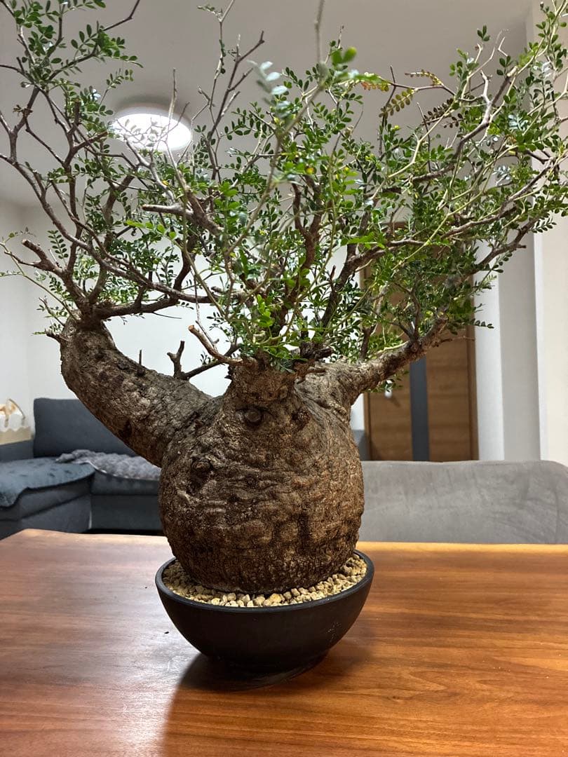 オペルクリカリア パキプス　発根済み　まん丸スペシャル株