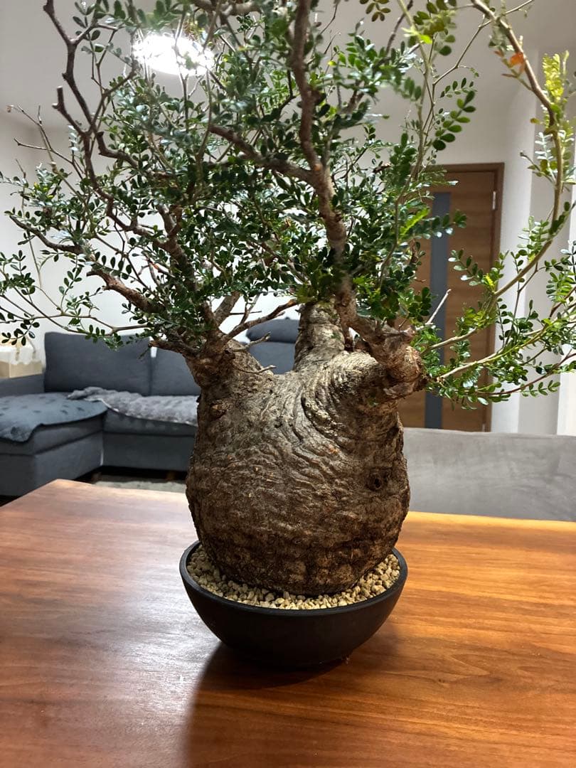 オペルクリカリア パキプス　発根済み　まん丸スペシャル株