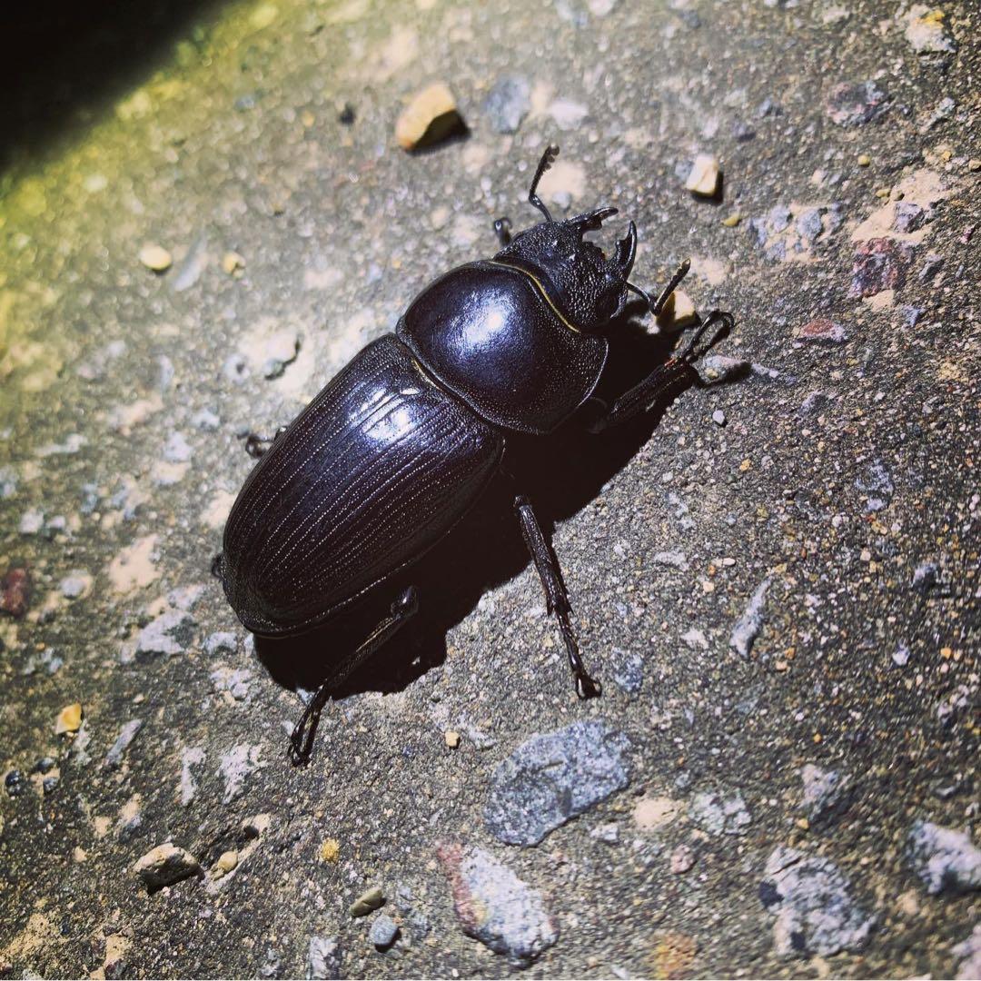 今峰製HIDライト 7インチ6000Kクワガタ採集中型ライト実測87W