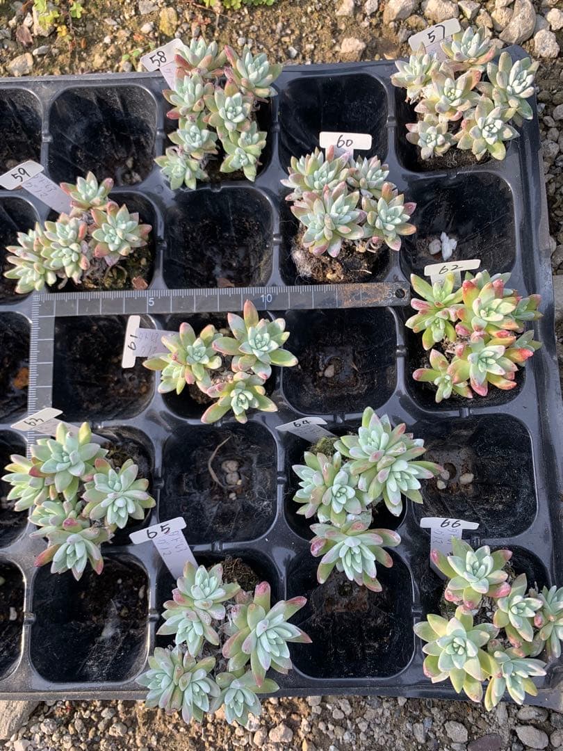 多肉植物　白菊　ダドレア　グノマ　Dudleya gnoma 1株