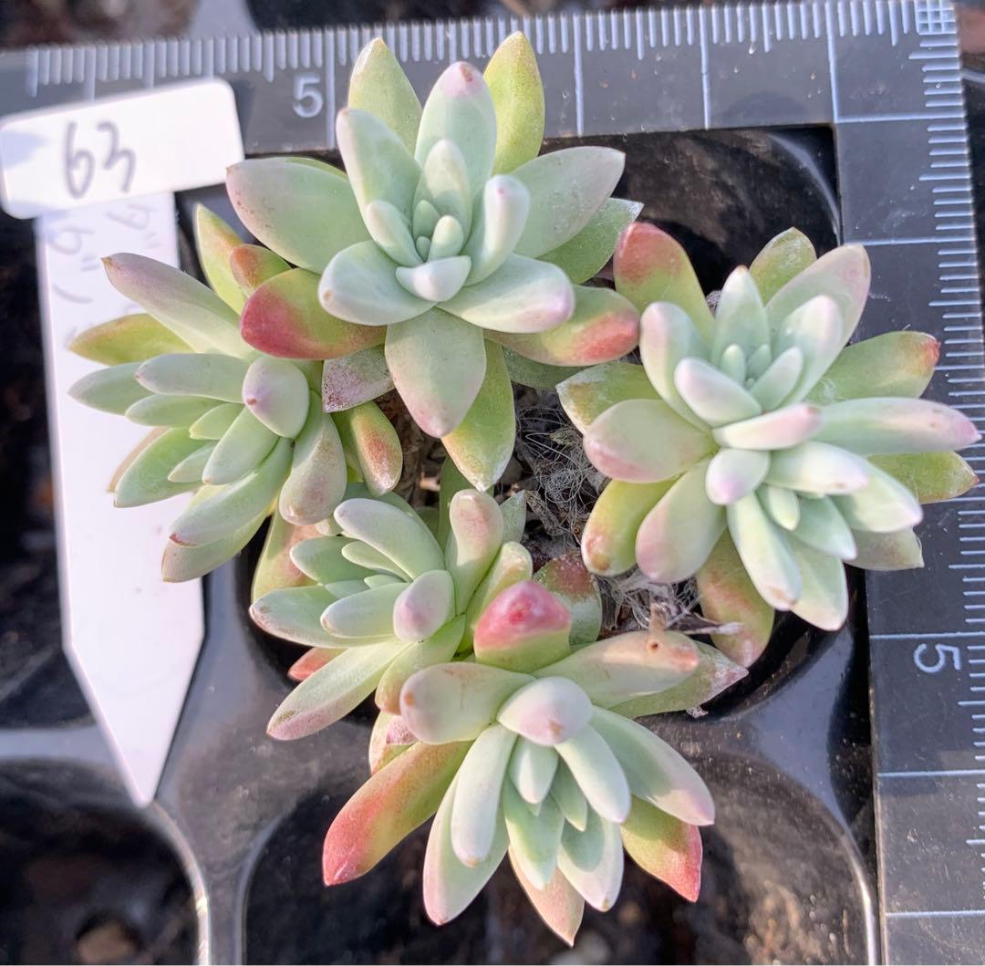 多肉植物　白菊　ダドレア　グノマ　Dudleya gnoma 1株