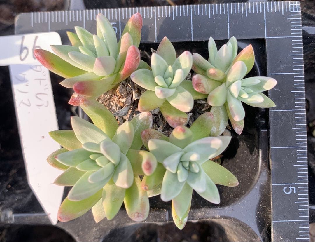 多肉植物　白菊　ダドレア　グノマ　Dudleya gnoma 1株