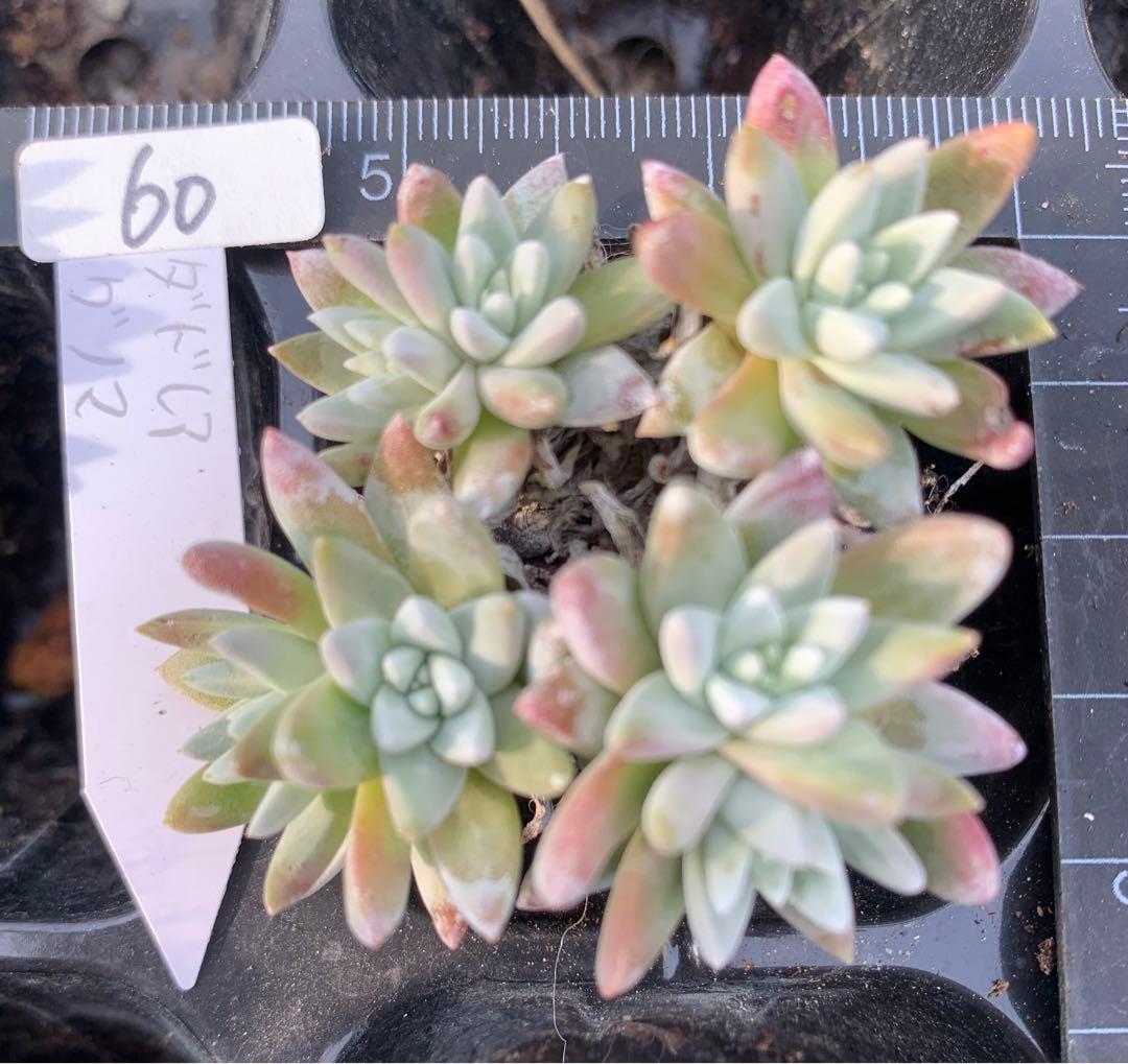 多肉植物　白菊　ダドレア　グノマ　Dudleya gnoma 1株