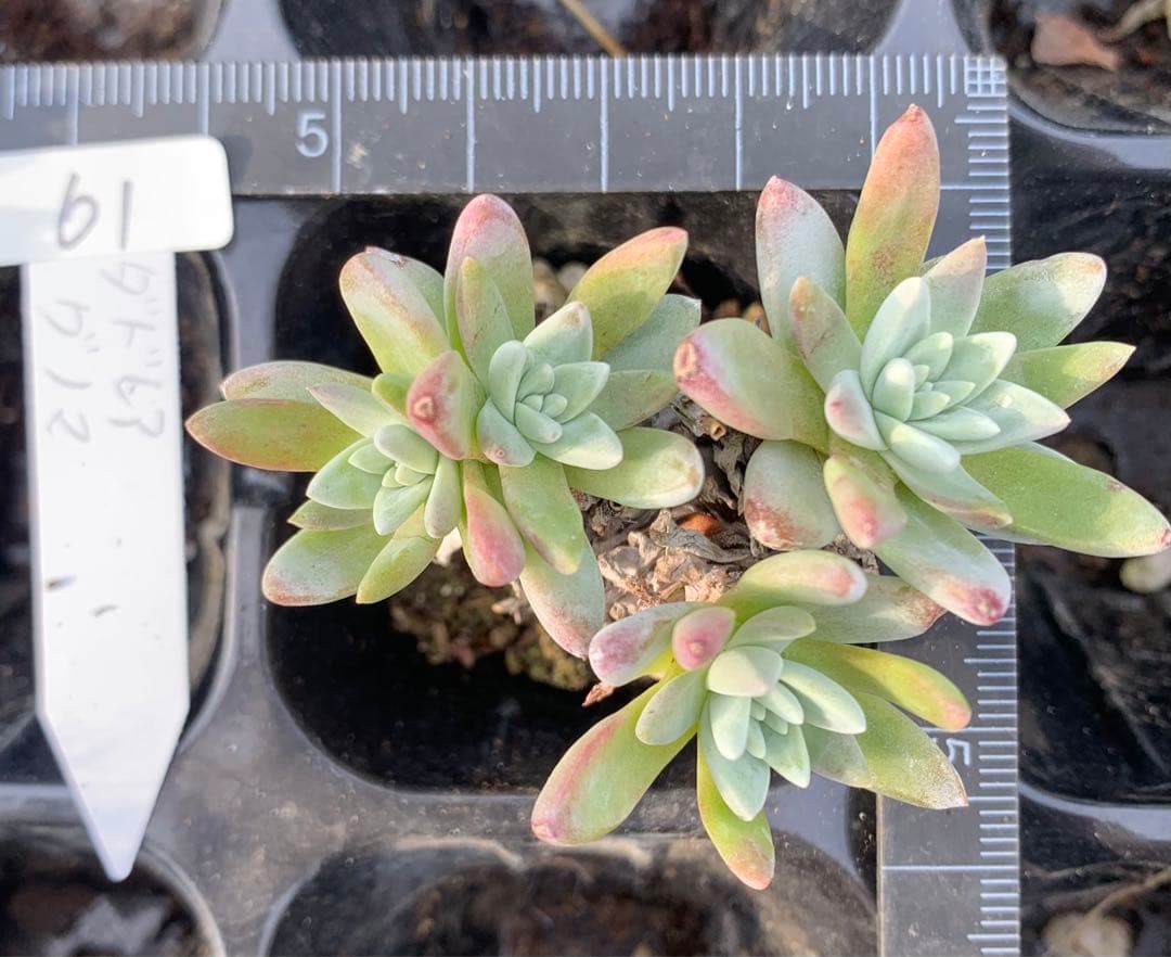 多肉植物　白菊　ダドレア　グノマ　Dudleya gnoma 1株