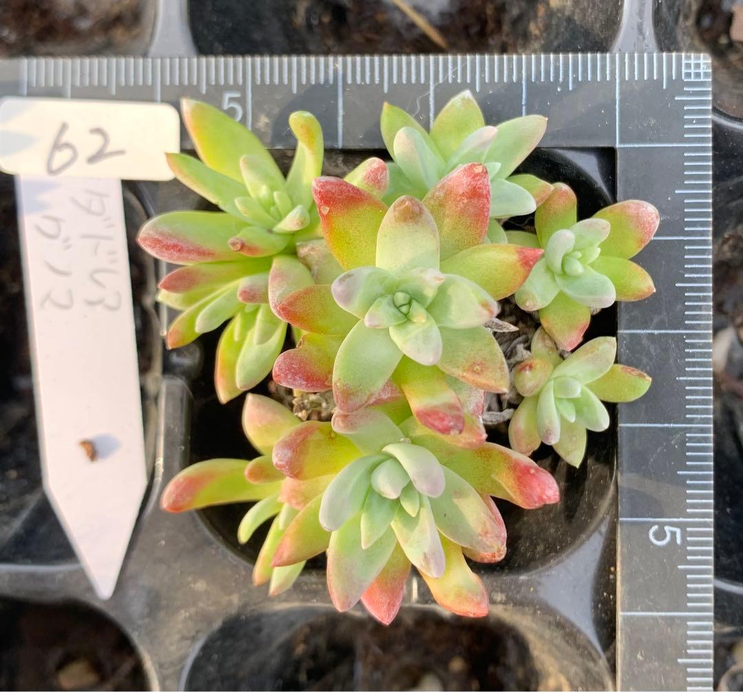 多肉植物　白菊　ダドレア　グノマ　Dudleya gnoma 1株