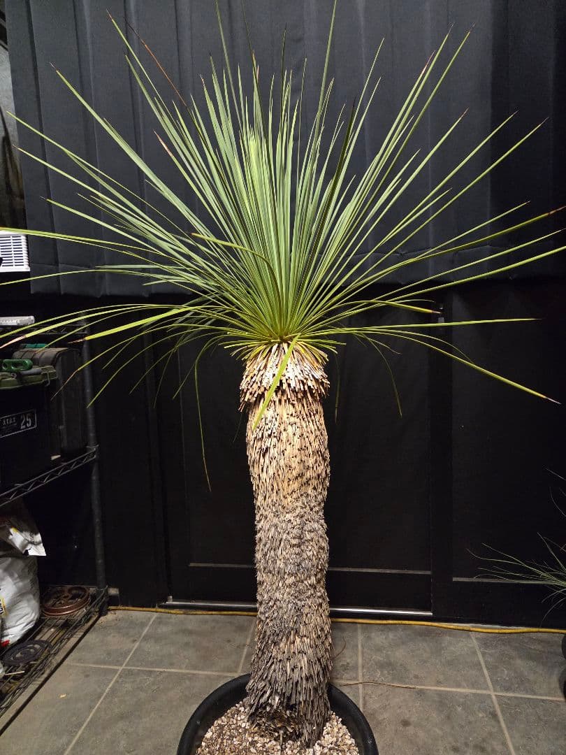 専用出品 セットリピ割 ユッカ リネアリフォリア (せ)