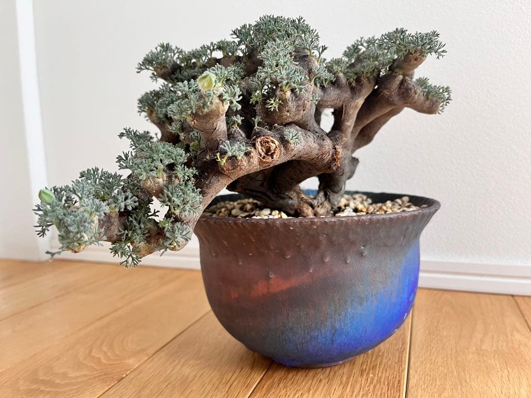 ムルチフィズム 陶器鉢付き 発根済み