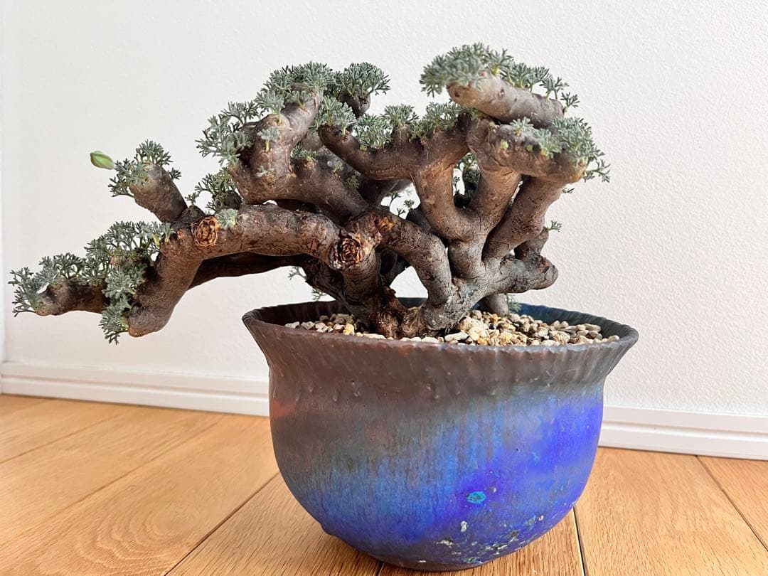 ムルチフィズム 陶器鉢付き 発根済み