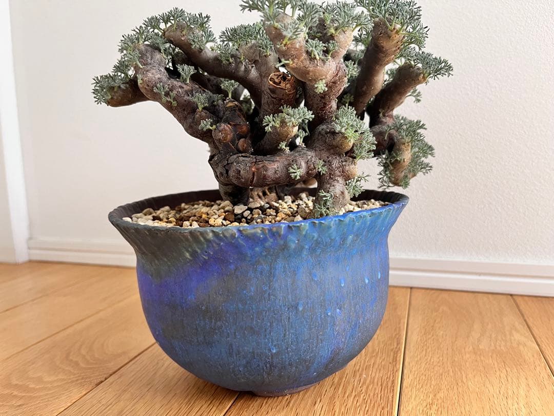 ムルチフィズム 陶器鉢付き 発根済み