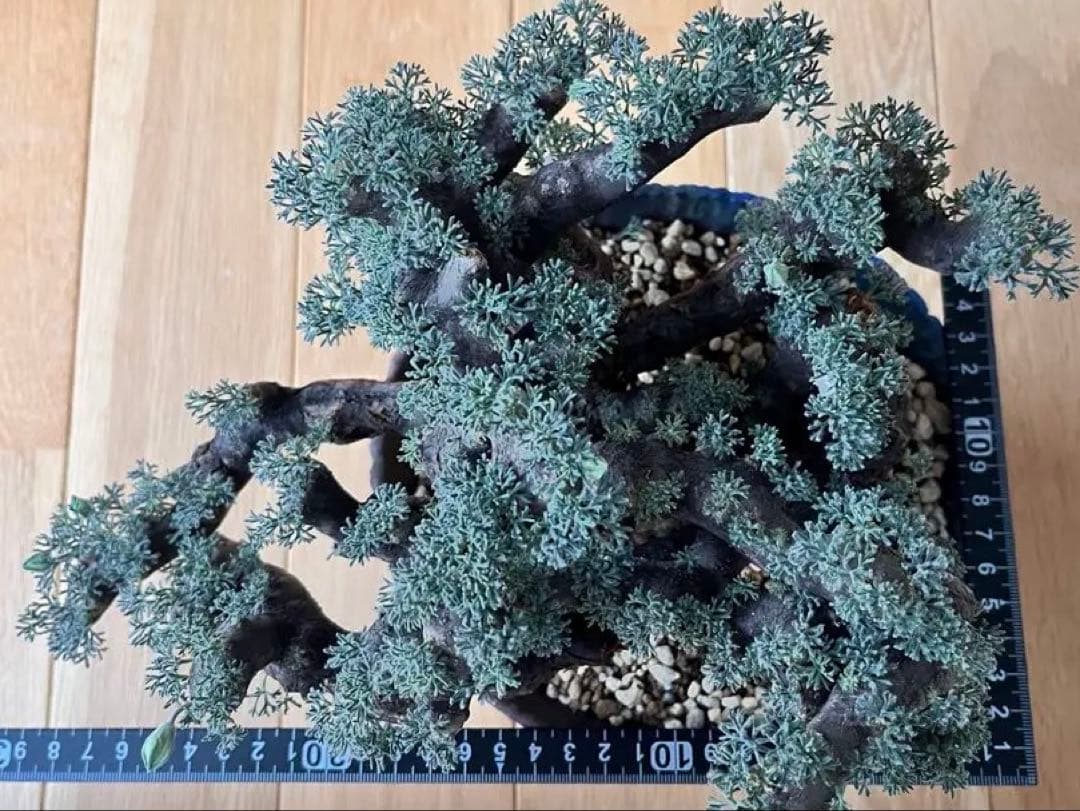 ムルチフィズム 陶器鉢付き 発根済み