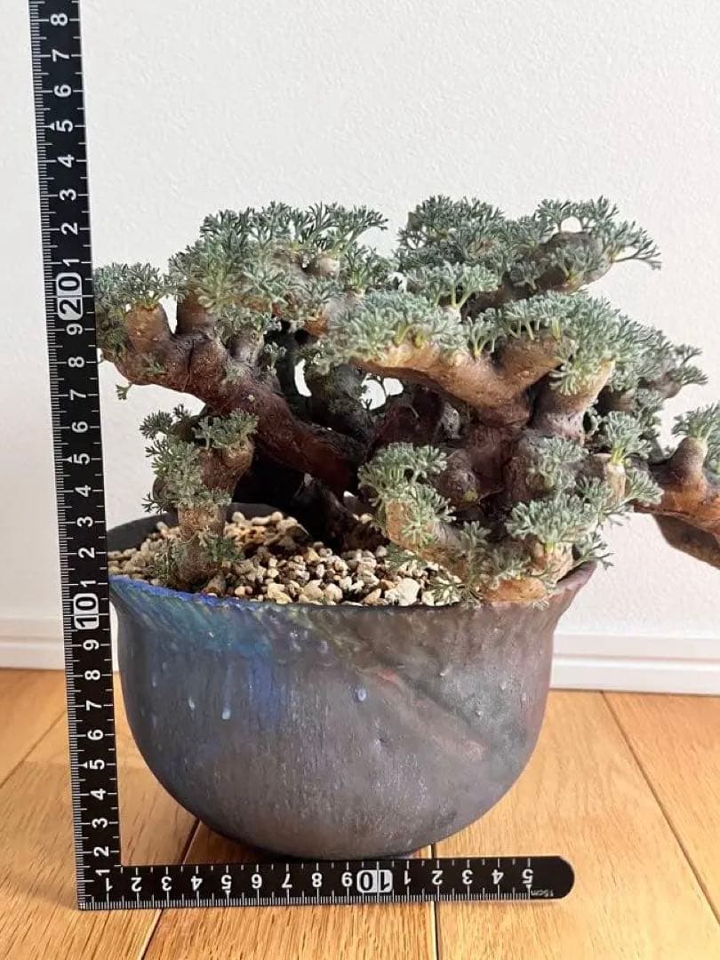 ムルチフィズム 陶器鉢付き 発根済み