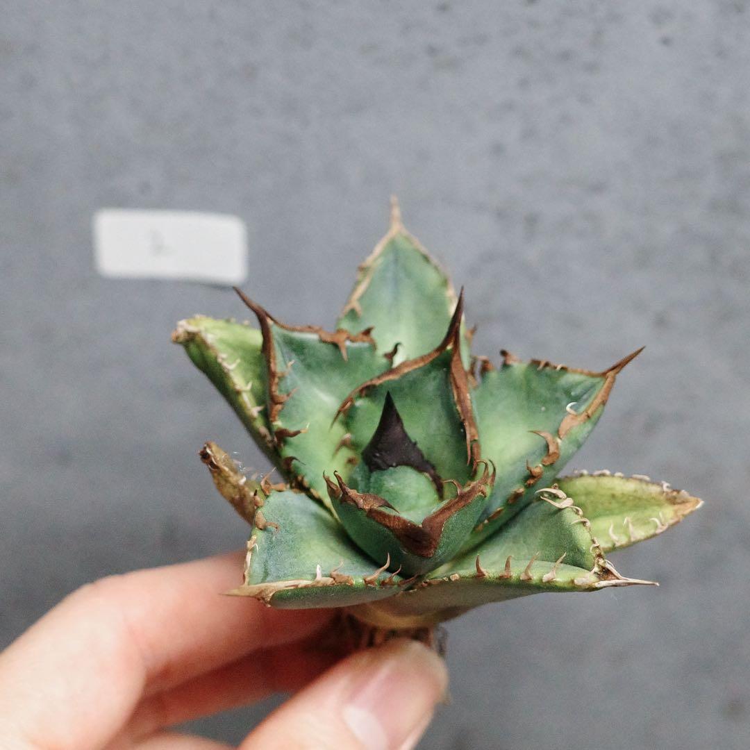 アガベ　チタノタ　オテロイ　緑犀牛　強刺　極上株　2