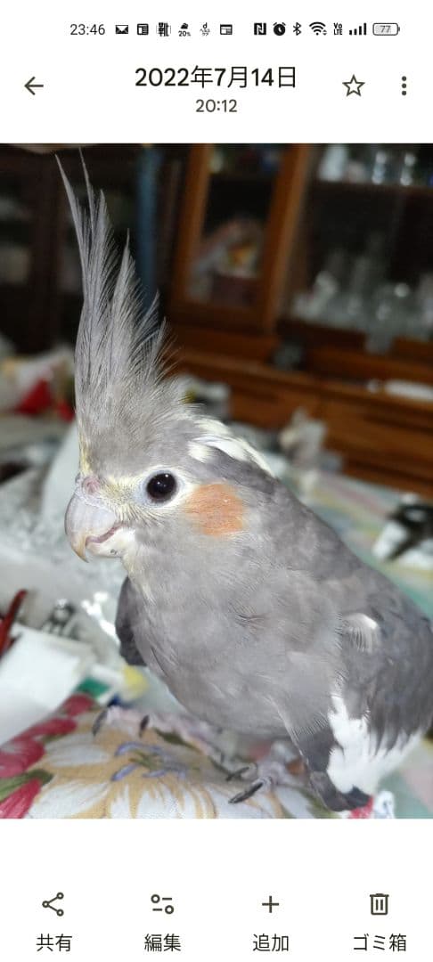オカメインコ❤